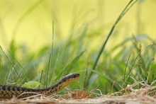 Gewöhnliche Strumpfbandnatter (Thamnophis sirtalis)