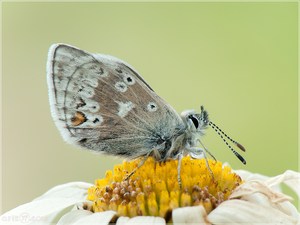 Dunkler Alpenbläuling - Plebejus glandon