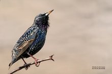 Sturnus Vulgaris - Der Star