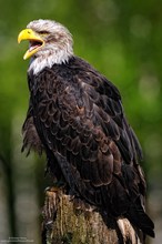 Stolzer Bald Eagle