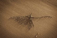 Die fantastischen Gemälde der Sand Bubbler Crabs