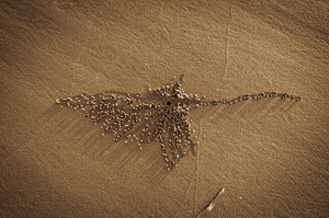 Die fantastischen Gemälde der Sand Bubbler Crabs