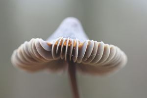 Sombrero
