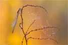 Späte Adonislibelle (Ceriagrion tenellum)