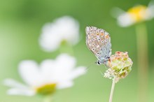 Hauhechel im Margeriten Meer