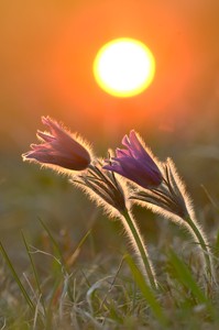 Kuhschellen in der Abendsonne