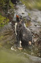 Felsenpinguin (Eudyptes chrysocome)