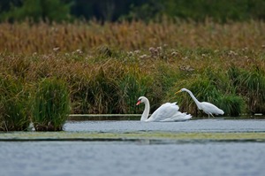 Noch ein (spätabendlicher ) Schwan...