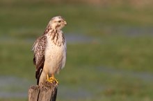 Mäusebussard Wildlife