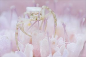 La vie en rose