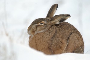 "Feldhase im Schnee"