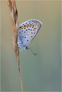 *argus plebejus*