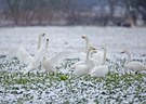 Doch, doch: Es wird langsam Frühling...