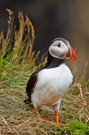 Fratercula arctica
