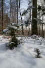 Morgendlicher Winterwald