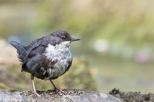 Die bunte Welt der Wasseramsel