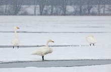 Leise rieselt der Schnee...