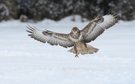 Mäusebussard im Anflug