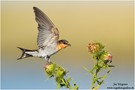 Glücksschwalbe (Hirundo neoxena) Welcome Swallow