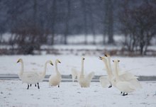 Noch einmal das gestrige  Bolschoi - Ballet ...