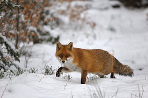 Rotfuchs am Winteransitz