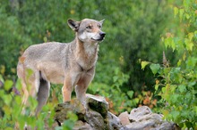 Wolf bei Regen