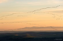 Anflug / Kraniche am Puerto Mejoral 1