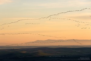 Anflug / Kraniche am Puerto Mejoral 1