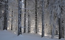 Winterwald