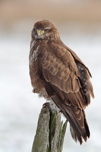 Mäusebussard Wildlife