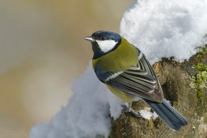 Der häufigster Wintervogel 2013