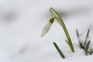 Frühlingsgruß