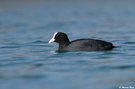 Blässhuhn (Fulica atra)