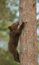 Spurt auf den Baum