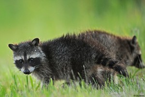 Baby Raccoon