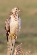 Mäusebussard Wildlife