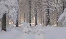 Winterwald-2