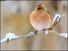 der buchfink im winter...