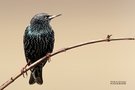 Sturnus Vulgaris