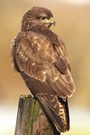 Bussard im Format