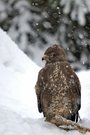 Mäusebussard im Schneetreiben