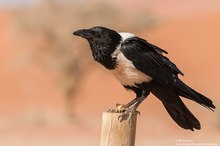 Schildrabe (Corvus albus)