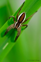 Gerandete Jagdspinne (Dolomedes fimbriatus)