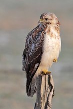 Mäusebussard Wildlife