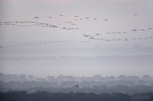 Im Landeanflug / Kraniche am Puerto Mejoral 8