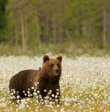 Braunbär im Wollgras