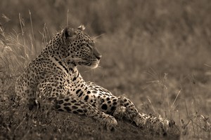 Seronera Leopard
