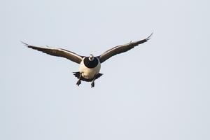 Weisswangengans im Flug