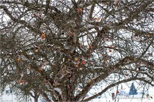 Seidenschwänze im Apfelbaum