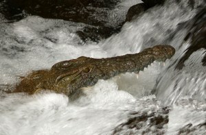 Cleveres Krokodil - Mzima Springs
